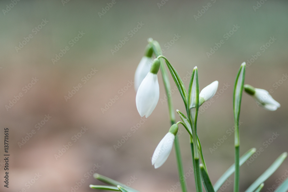 Snowdrop spring flowers close-up macro with selective focus Snowdrop spring flowers close-up macro with selective focus