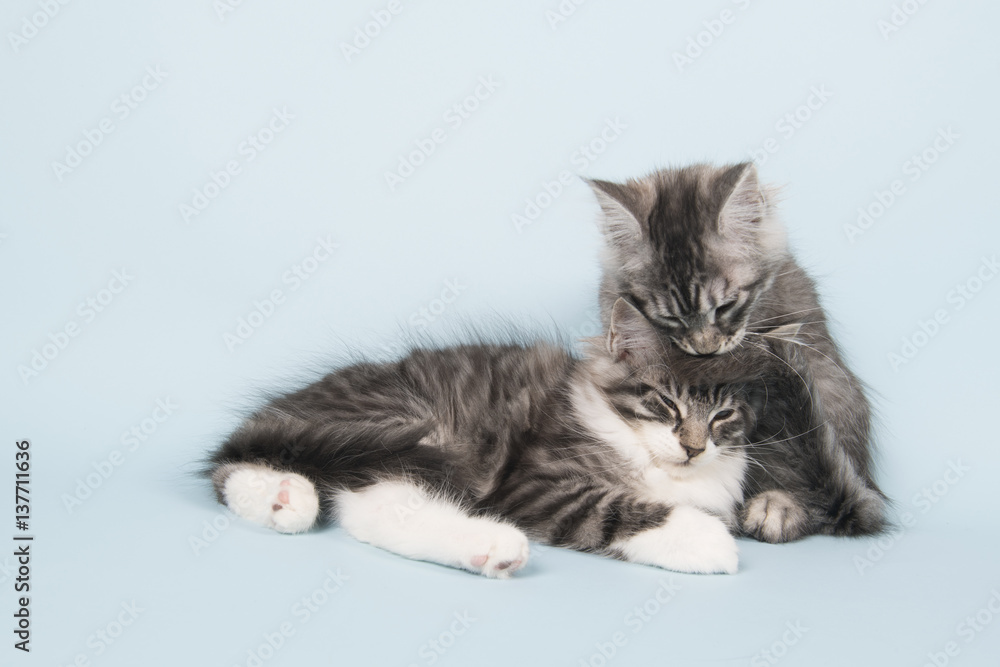 Maine coon kittens washing each other
