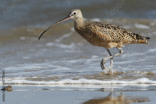 Photos Long-billed curlew (Numenius americanus) foraging on beach, Bolivar Peninsula, T