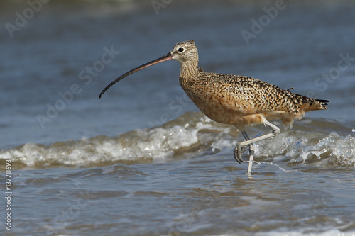 Long-billed curlew (Numenius americanus) foraging on beach, Bolivar Peninsula, Texas, USA photo