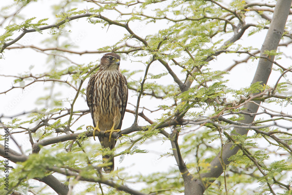 Merlin (Falco columbarius) sitting in tree, Cabo Rojo Salt Flats, Puerto Rico Merlin (Falco columbarius) sitting in tree, Cabo Rojo Salt Flats, Puerto Rico