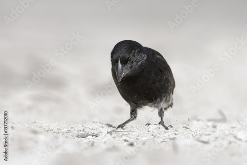 Fotografía Medium ground finch (Geospiza fortis) on sandy beach, Tortuga Bay, Santa Cruz, G