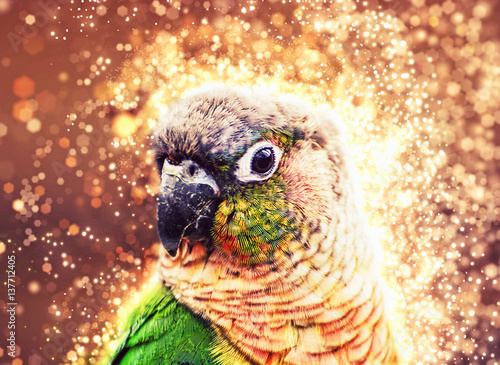 Portrait of beautiful colorful parrot, shimmering photo photo