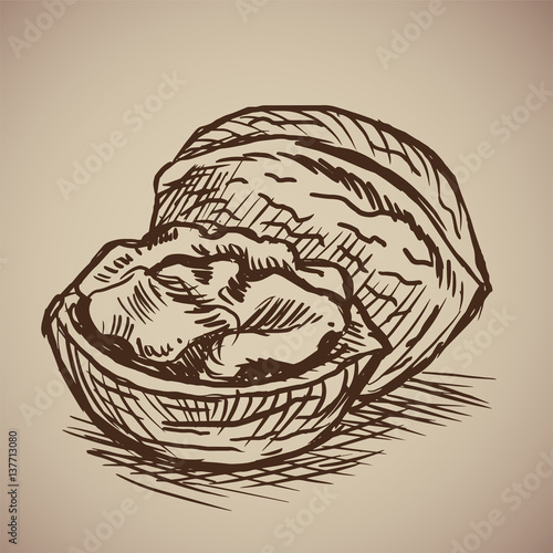 Walnut in sketch style. Vector illustration. Drawn by hand. Vintage nuts.