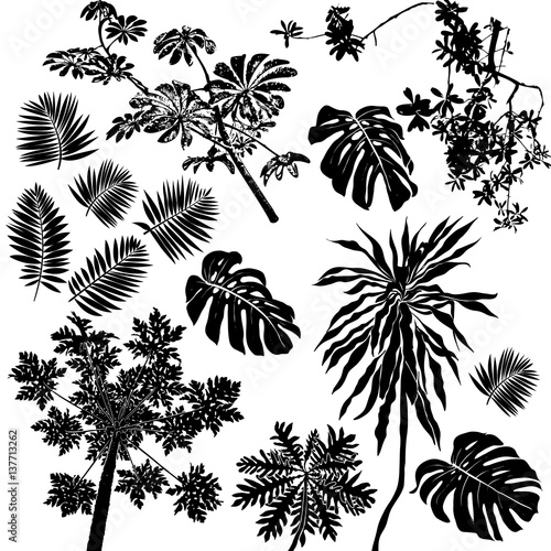 Tropical flowers and plants set