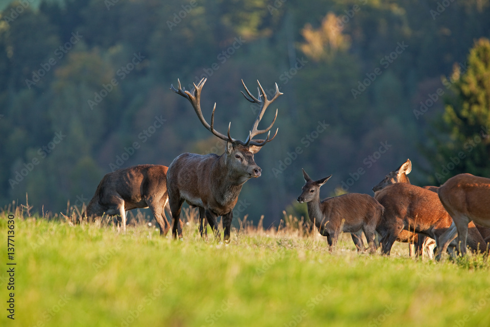 red deer, cervus elaphus, Czech republic red deer, cervus elaphus, Czech republic