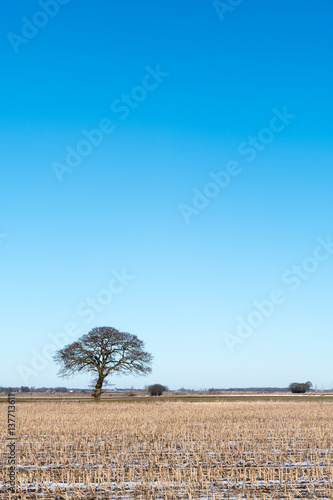 Lone tree in a stubble field