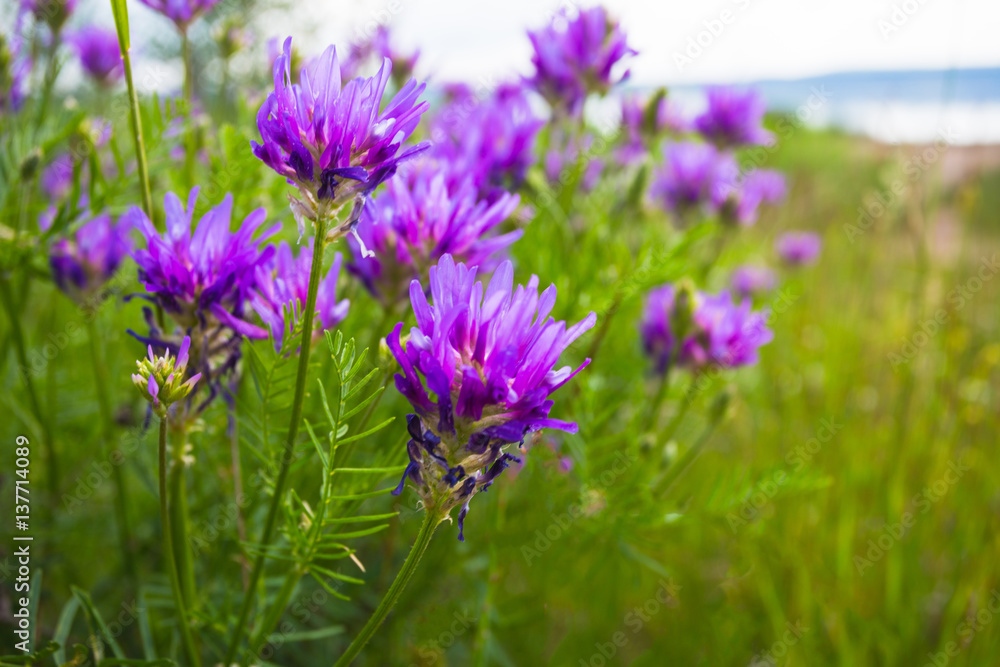 purple wild flower on spring field