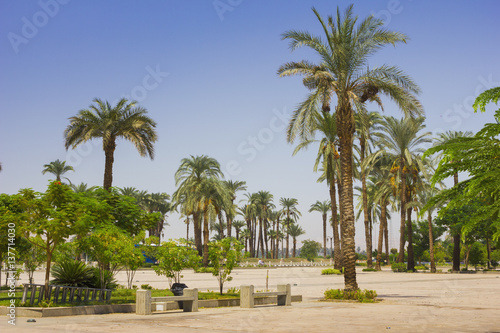 Palm trees on the beach © Oleg Zhukov