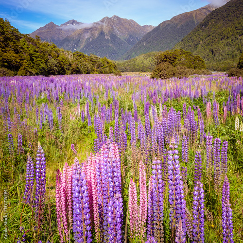 Fototapeta Naklejka Na Ścianę i Meble -  Scenic view of colorful lupine flowers in Fjordland, New Zealand