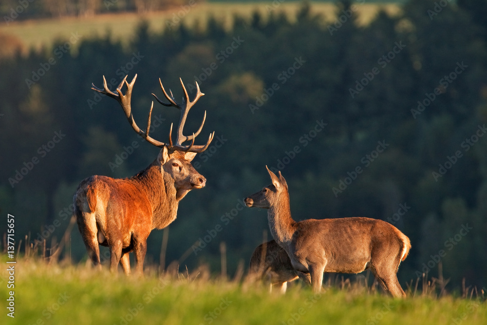 Fototapeta premium red deer, cervus elaphus, Czech republic