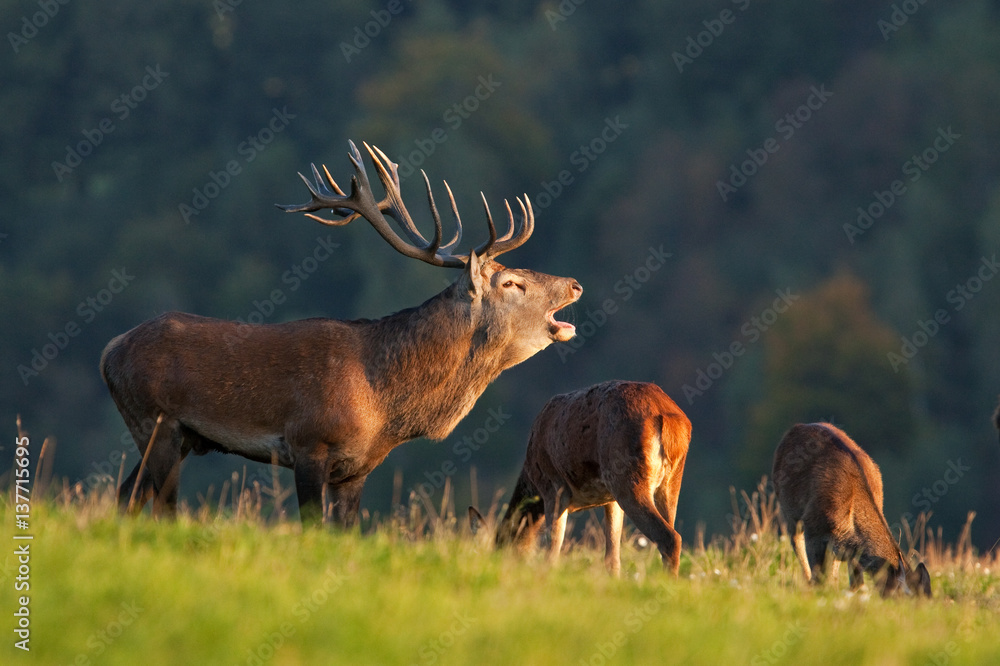Naklejka premium red deer, cervus elaphus, Czech republic