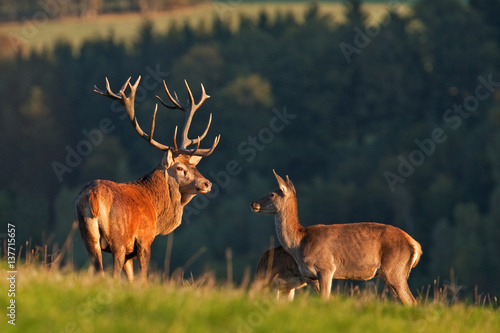 red deer, cervus elaphus, Czech republic