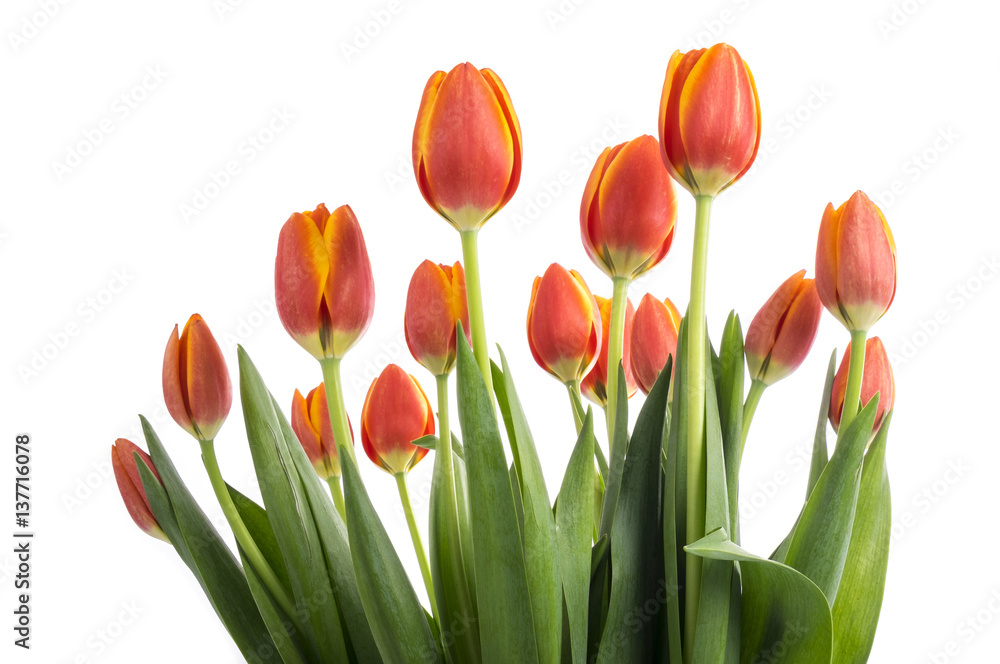Bunch of Peach Color Tulips Isolated on White Bunch of Peach Color Tulips Isolated on White