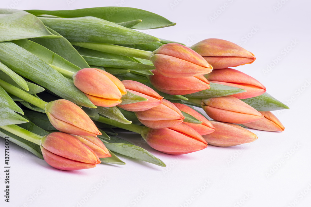 Bunch of Peach Color Tulips Close Up Bunch of Peach Color Tulips Close Up