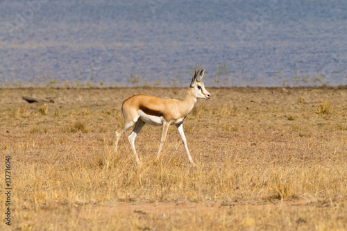 antelope from South Africa, Pilanesberg National Park. Africa
