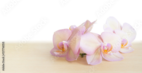 Pink orchid on a wooden table