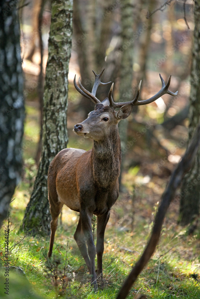 red deer, cervus elaphus, Czech republic red deer, cervus elaphus, Czech republic