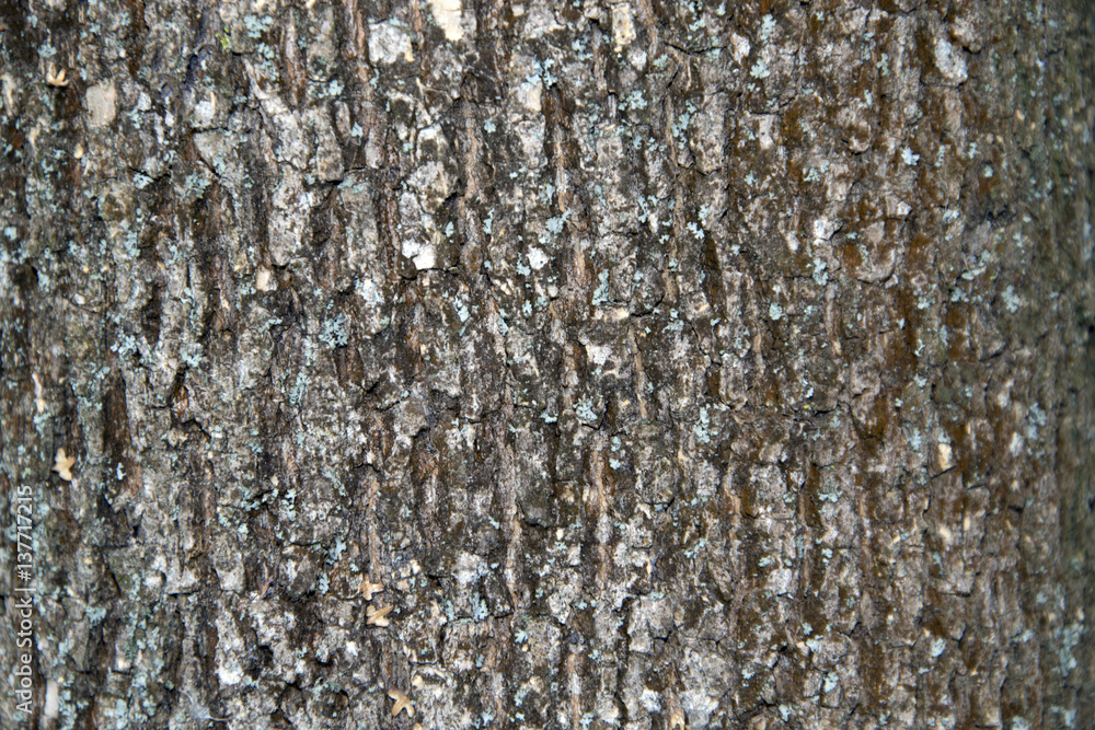 Obraz premium Tree bark texture