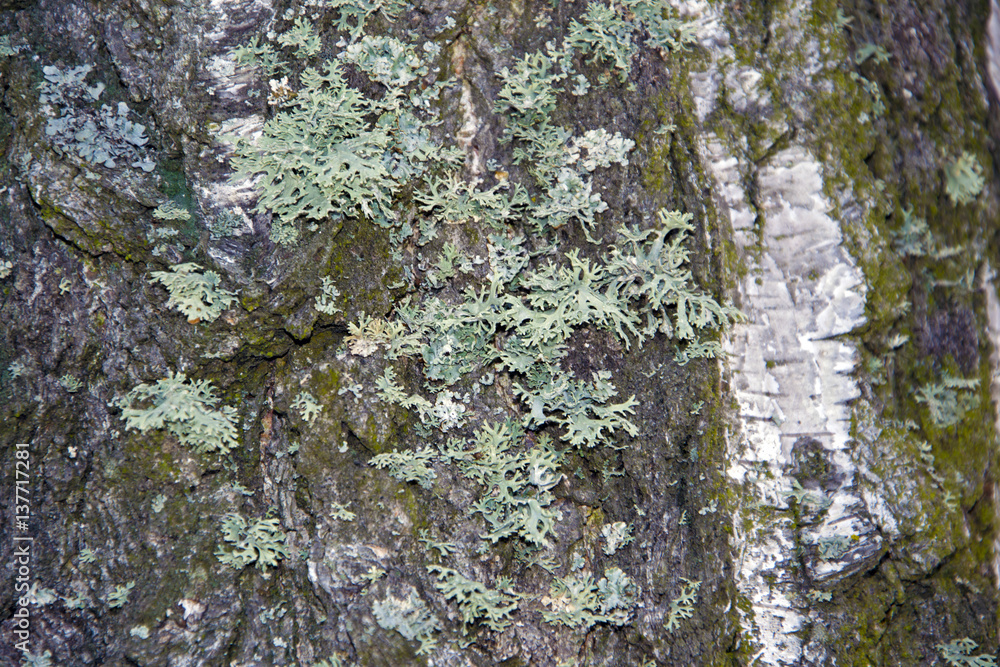 Fototapeta premium Tree bark texture