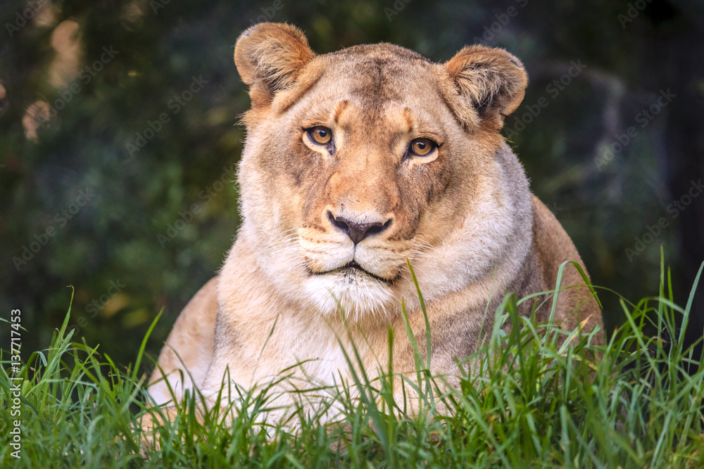 Obraz premium White lion