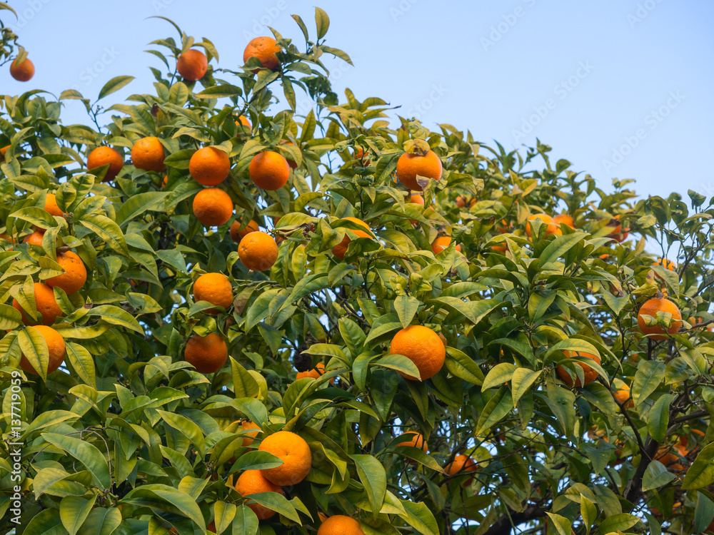 Orange tree with branches full of many ripe fruits