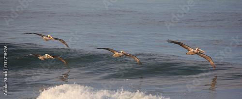 Pelicans glide over a calm blue ocean