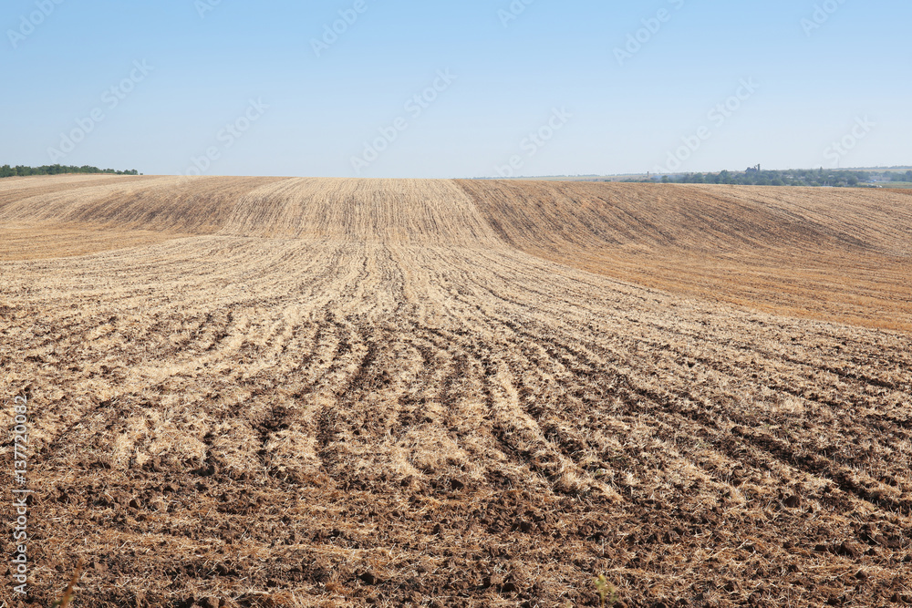 Field in summertime Field in summertime