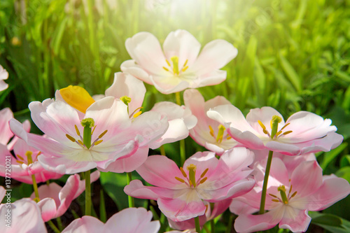 Fototapeta Naklejka Na Ścianę i Meble -  Pink tulips and sunshine.