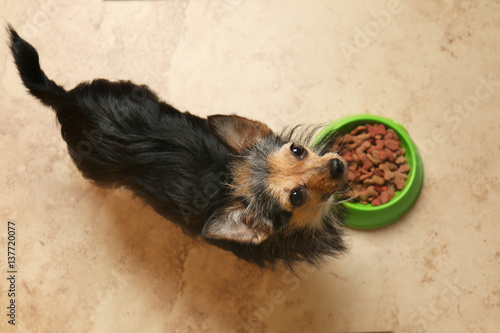 Fototapeta Naklejka Na Ścianę i Meble -  Cute little eating on the floor