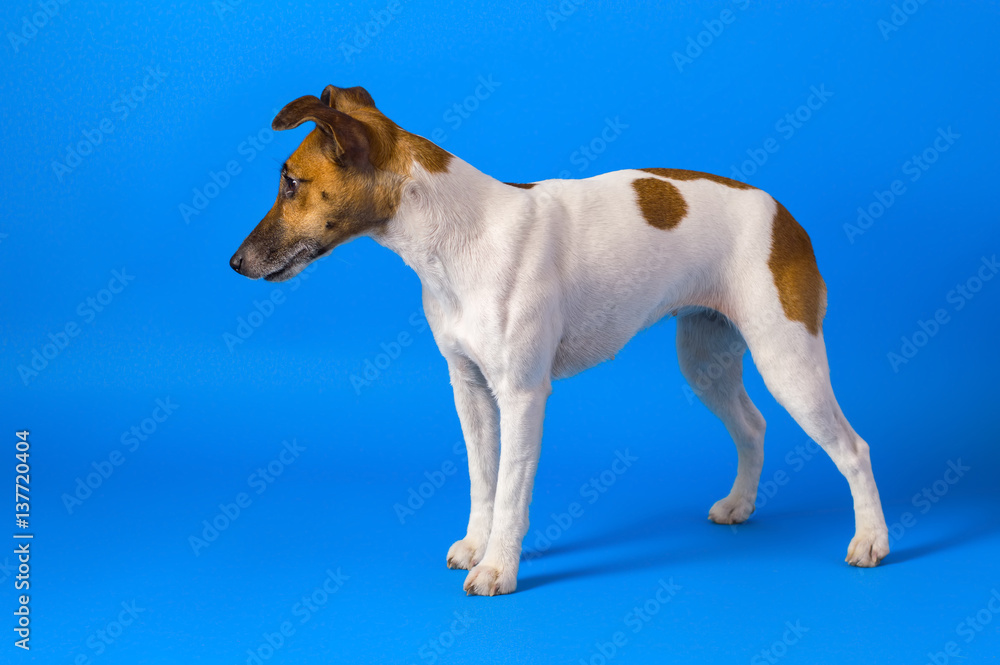 studio photographing dog, fox terrier on a blue background