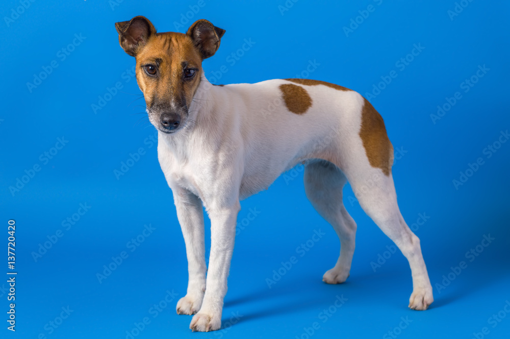 studio photography dog on a blue background