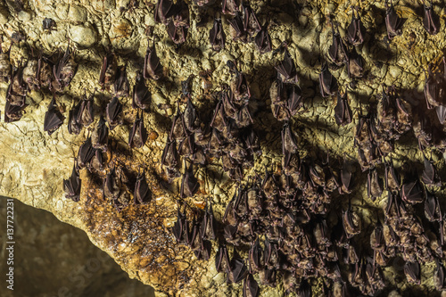 Pack of Cave Bats photo