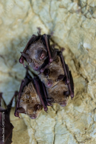 Pack of Cave Bats
