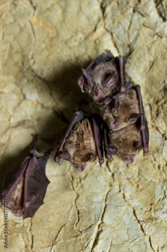 Pack of Cave Bats