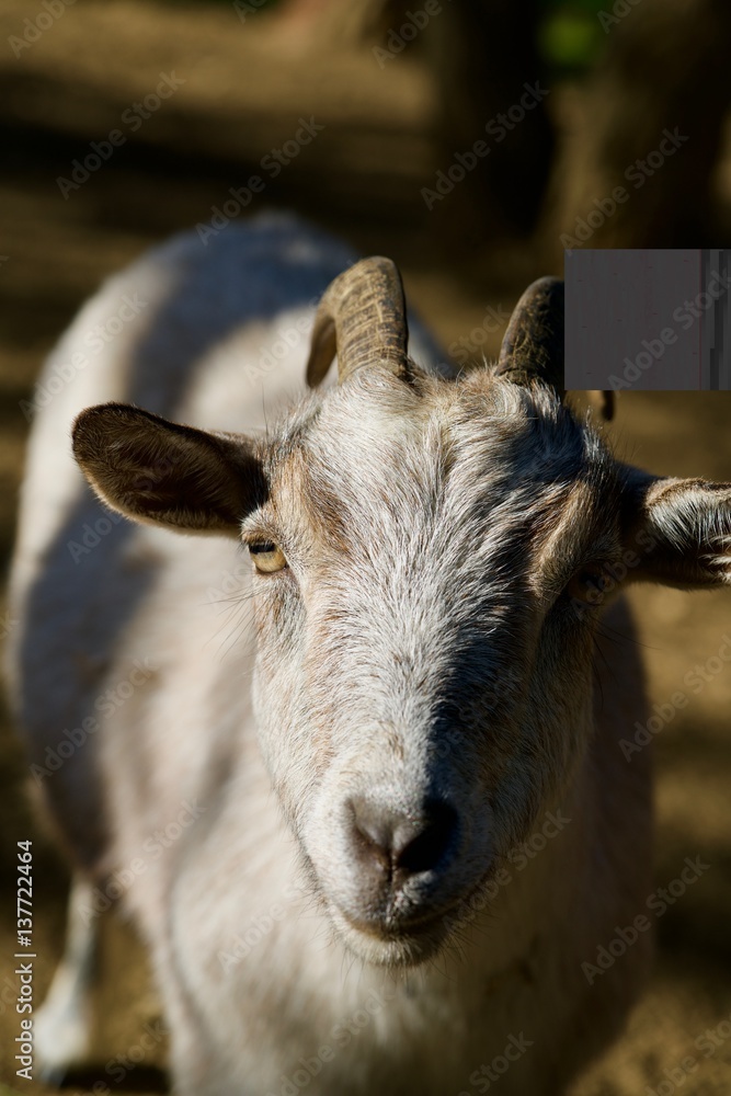 goat in the sun