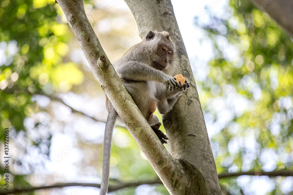 Long-tailed monkey on tree