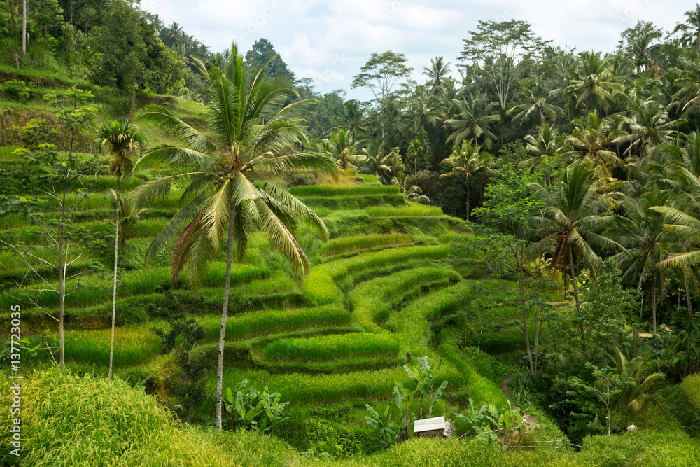 Fototapeta premium Rice fields prepare the harvest