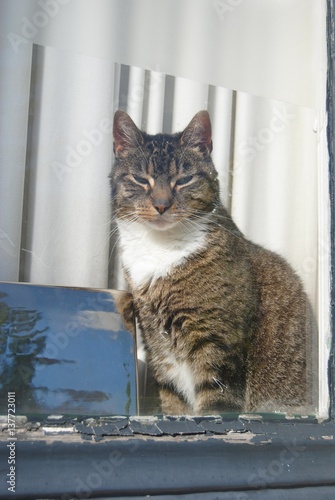 Cat behind a window in The Netherlands.