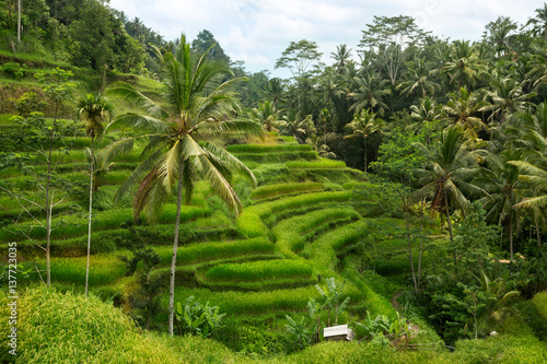 Rice fields prepare the harvest