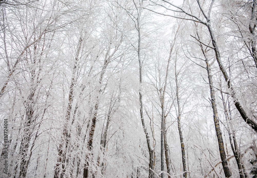 Stylish beautiful nature in winter forest on background Stylish beautiful nature in winter forest on background