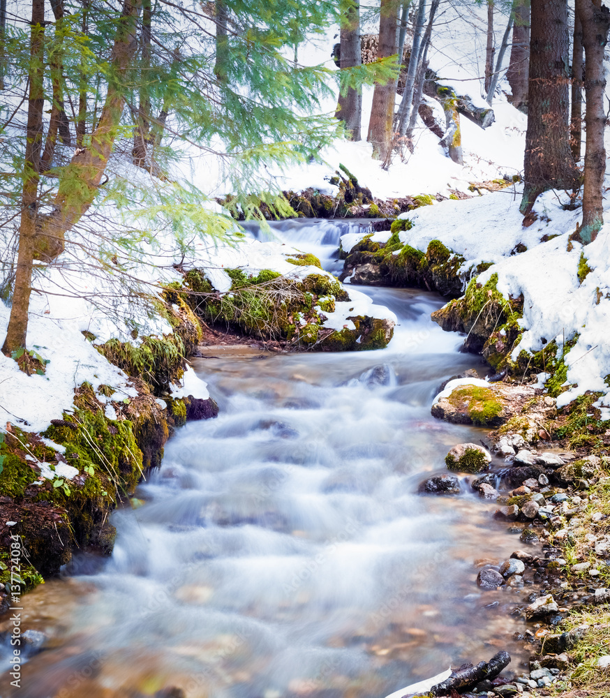 Fototapeta premium nature in springtime when the snow is melting. scenery, landscape at the beginning of the spring with a stream, flowing water, among the fir trees in the woods. outdoors, spring background