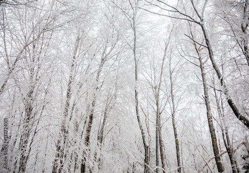 Stylish beautiful nature in winter forest on background © Ihar Bublikau