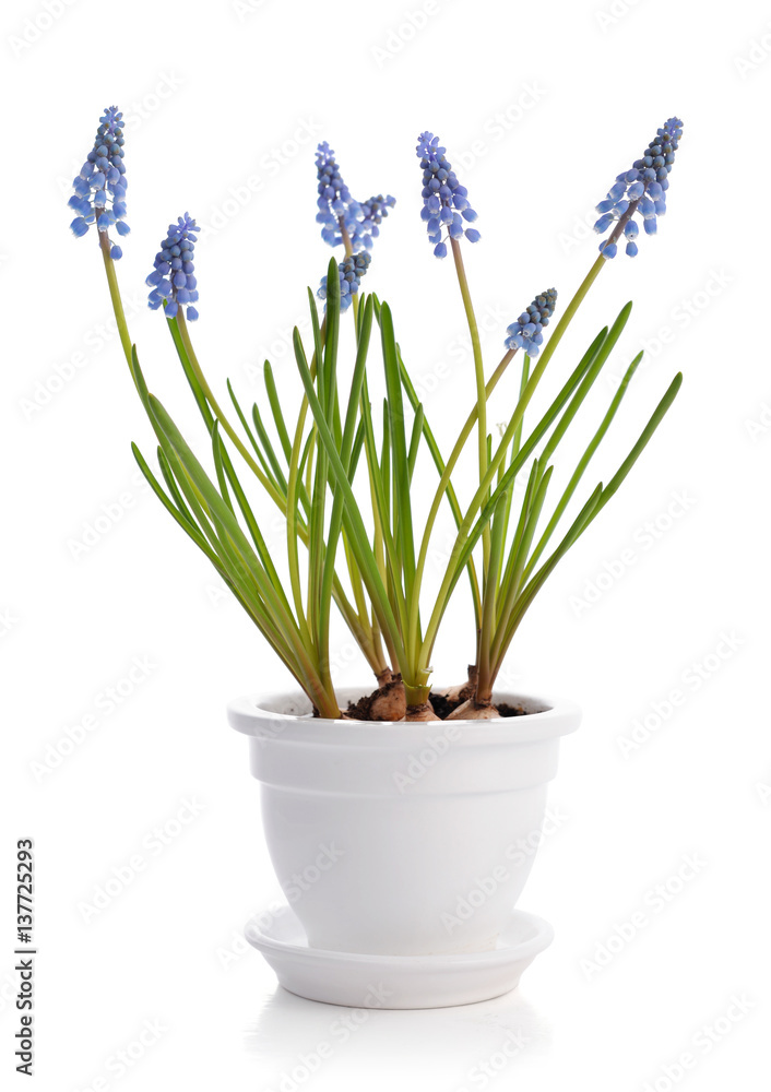 Fototapeta premium First blue spring flowers 