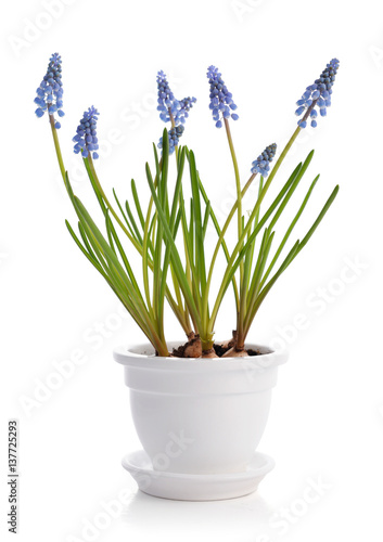First blue spring flowers "Muscari"