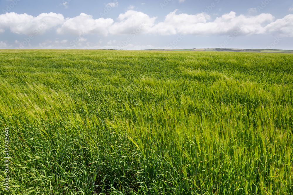 Light grassy field with white fluffy clouds Light grassy field with white fluffy clouds