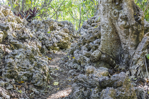 Walking track through coral mounds and lush bush, to Talava Arches, Niue, South Pacific