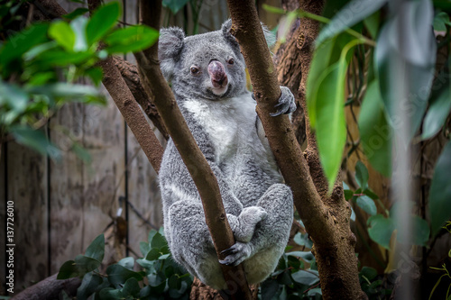 Canvas Print Koala on a tree