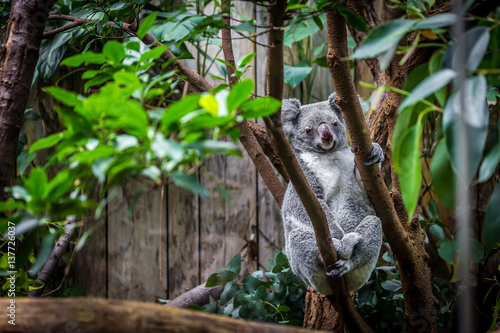 Koala on a tree photo