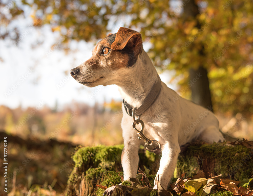 Dog  on a tree trunk - jack russell terrier 